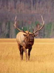 Deer