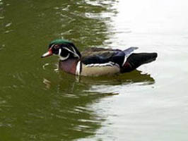 duck