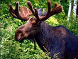 Elk