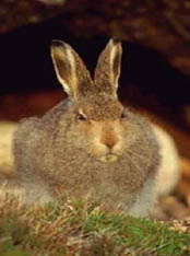 hare