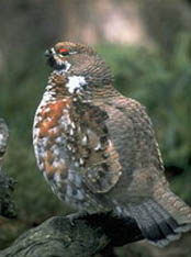 hazel hen