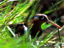 snipe