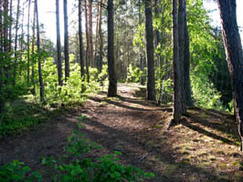 Forest at the sunset